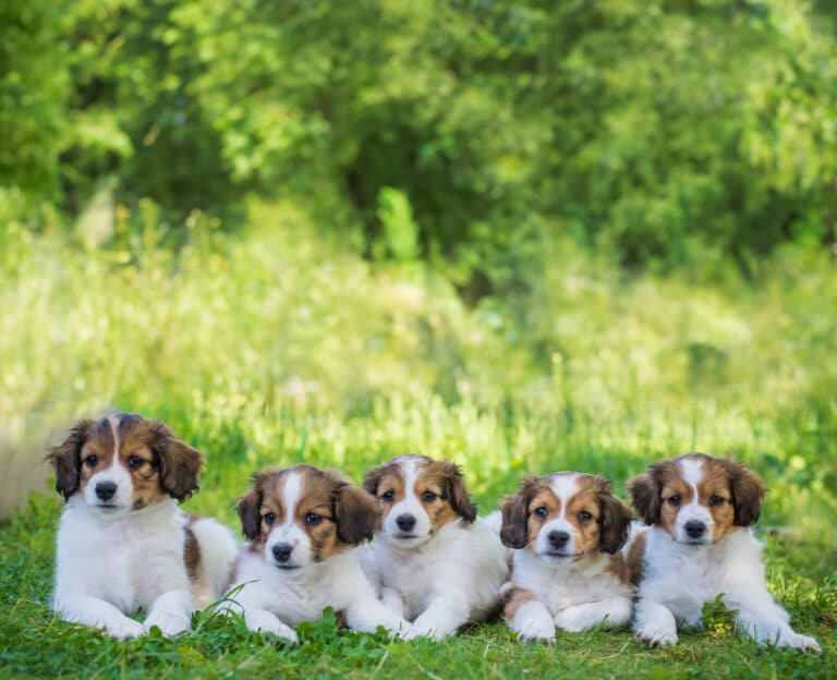 Hundekurs for alle